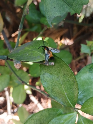 Euonymus Leaf Notcher