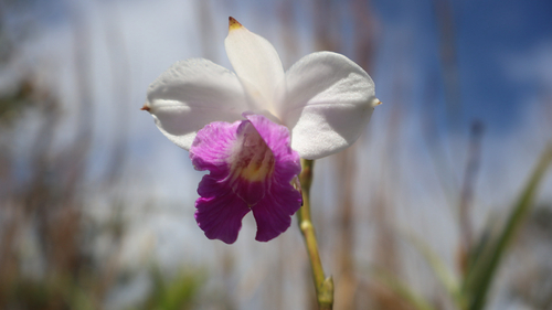 Arundina graminifolia, 2026-10-16