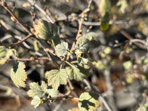 Ribes cereum observed 2026-10-16