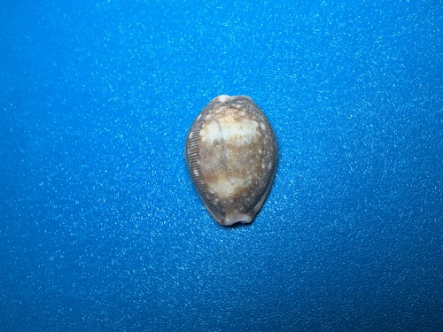 Cypraea vitellus observed 2026-10-18
