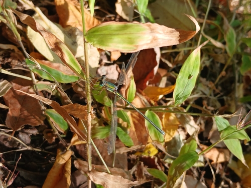 Lestes temporalis