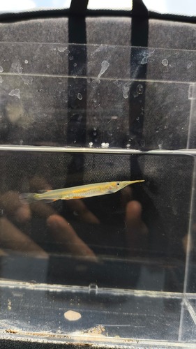 Hemiramphus observed 2026-10-10