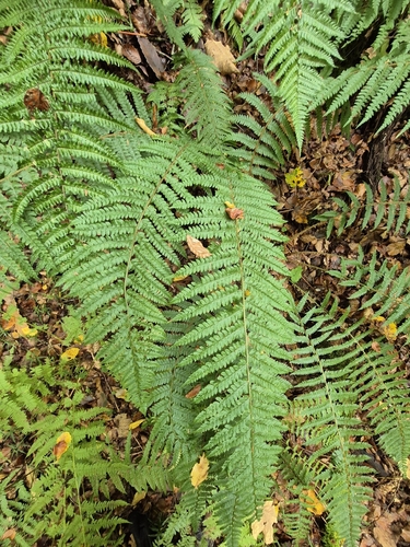 Polystichum braunii, 2026-10-17