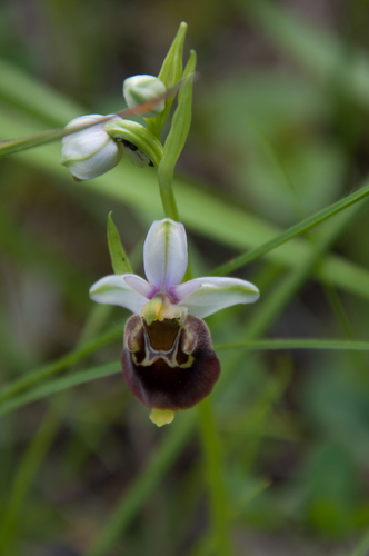 Ophrys holosericea, photograph 3