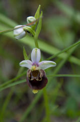 Ophrys holosericea, photograph Felicia Seichter, CC BY, iNaturalist via GBIF