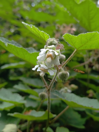 Rubus alceifolius observed 2026-10-18