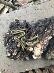 Diversibipalium multilineatum