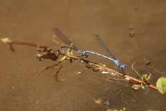 Argia lacrimans