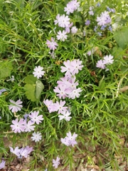 Phlox subulata