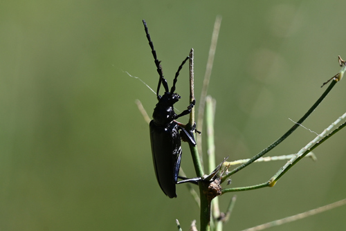 Solitary Black Bycid