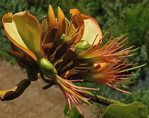 Erythrina sandwicensis observed 2026-10-17