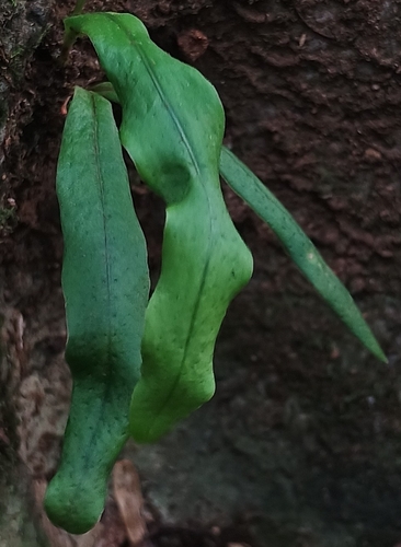 Lepisorus thunbergianus observed 2026-10-17