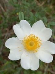 Rosa bracteata