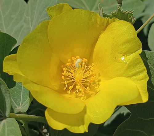 Gossypium tomentosum observed 2026-10-17