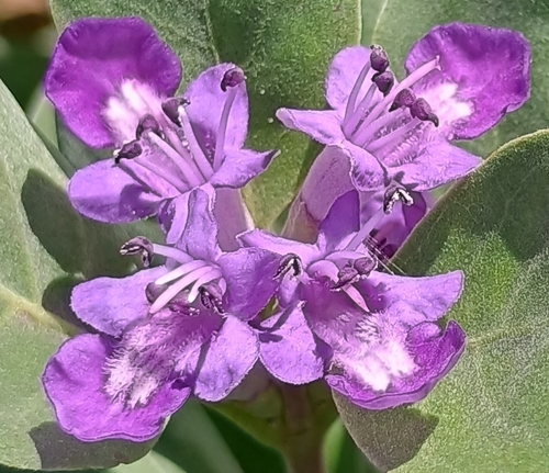 Vitex rotundifolia observed 2026-10-17