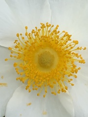 Rosa bracteata
