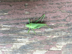 Platylyra californica