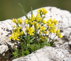 Draba aizoides
