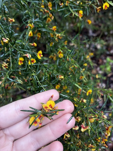 Bossiaea linophylla, 2026-10-18