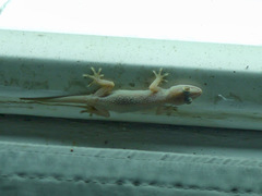 Hemidactylus