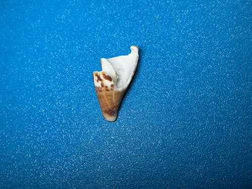 Conus capitaneus observed 2026-10-18