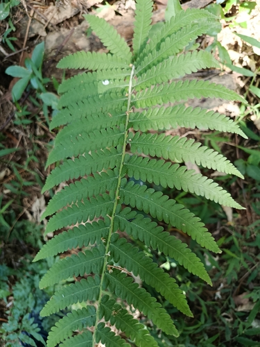 Christella parasitica observed 2026-10-18
