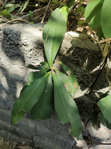 Ardisia sieboldii observed 2026-10-18