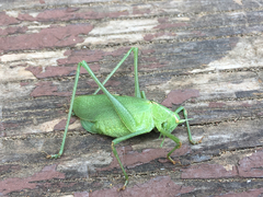 Platylyra californica