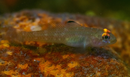 Coryphopterus observed 2026-10-15