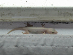 Hemidactylus