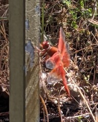 Libellula saturata