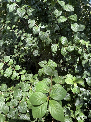 Catunaregam spinosa observed 2026-10-18