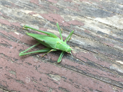 Platylyra californica