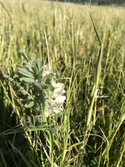 Vicia pannonica