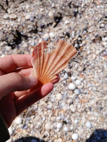 Pecten novaezelandiae observed 2026-10-18
