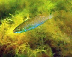 Ctenolabrus rupestris