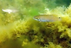 Ctenolabrus rupestris