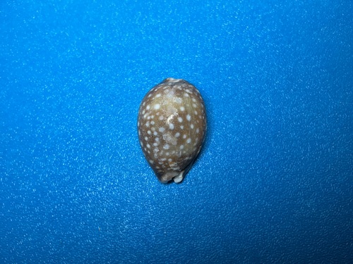 Cypraea vitellus observed 2026-10-18