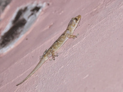 Hemidactylus