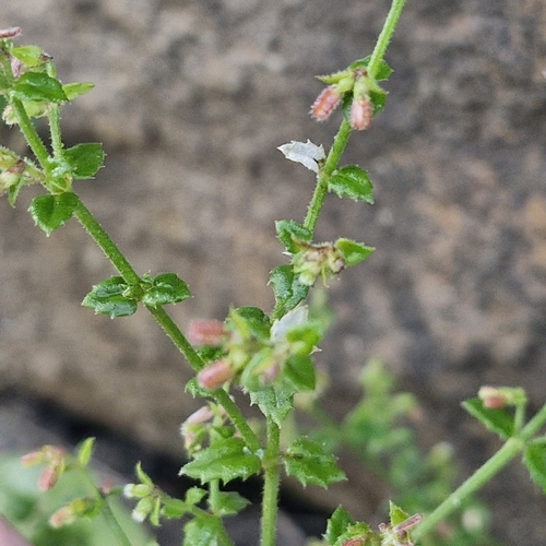 Gonocarpus teucrioides observed 2026-10-18