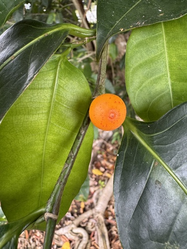 Ficus virgata observed 2026-10-18