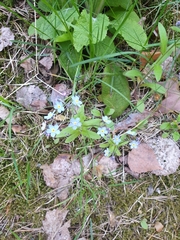 Myosotis