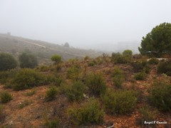 Macrochloa tenacissima