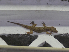 Hemidactylus