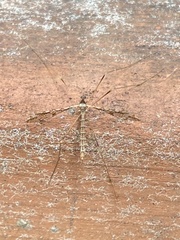 Epiphragma