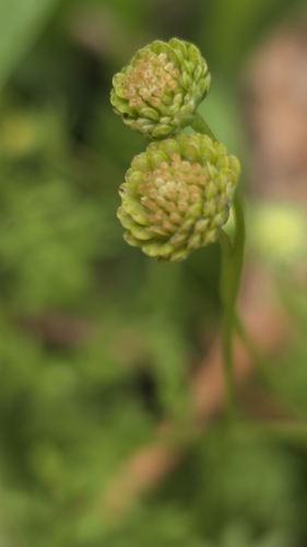Cotula australis observed 2026-10-18