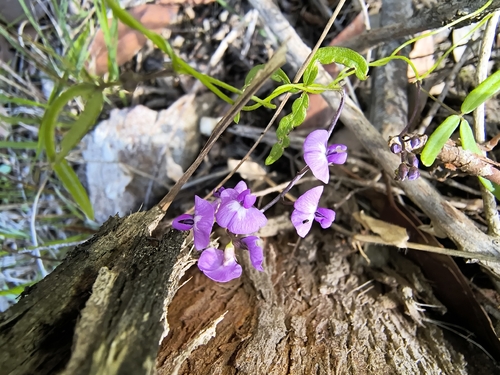 Glycine clandestina observed 2026-10-18