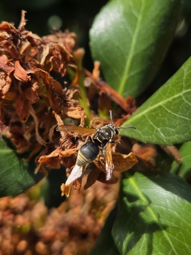 Pachodynerus nasidens observed 2026-10-17