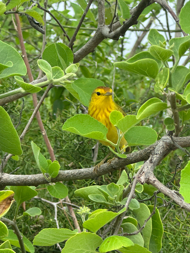 Setophaga petechia, 2026-10-17