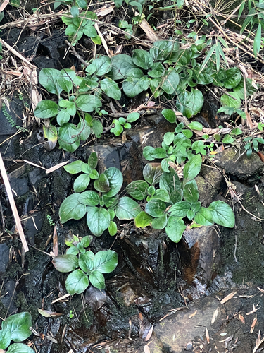 Didymocarpus observed 2026-10-18